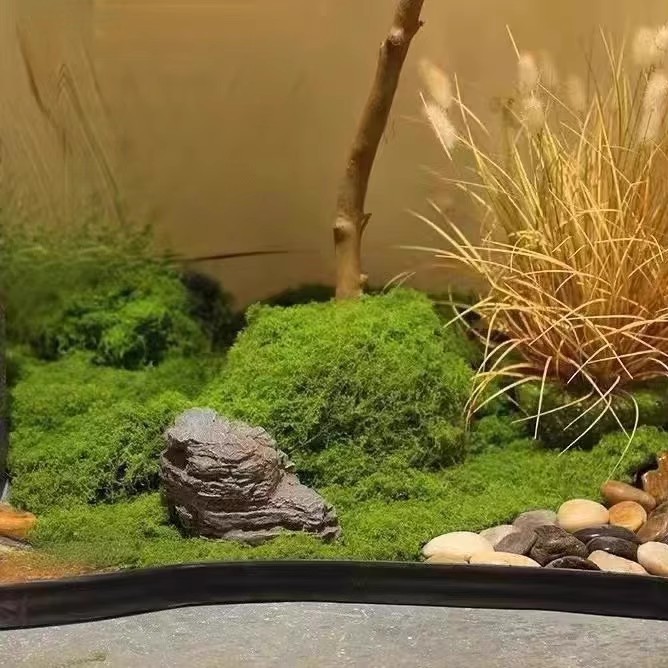 200g Eternal Life Moss DIY Cra - Bonsai Garden For Home ulasan dan harga