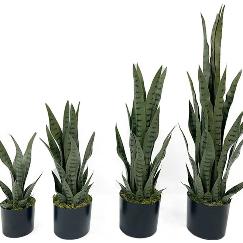 40-100cm Artificial Sansevieri - Bonsai Garden Zen ulasan dan harga